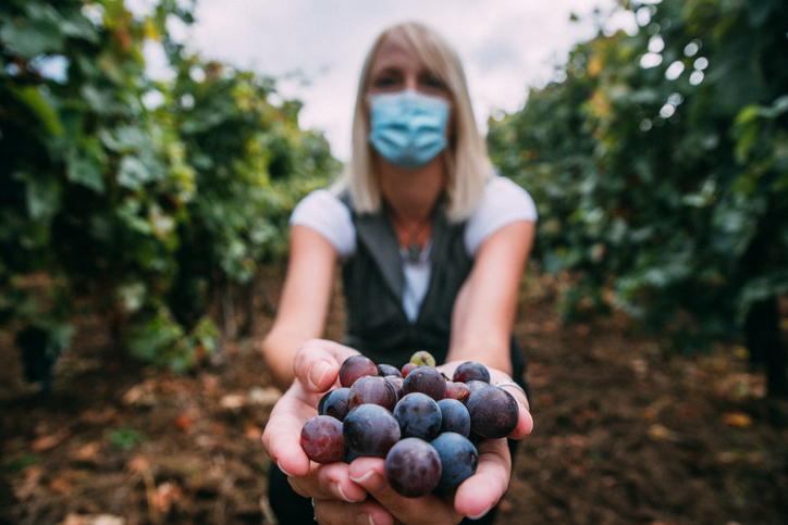 Seasonal work - woman wearing protective mask presents grape