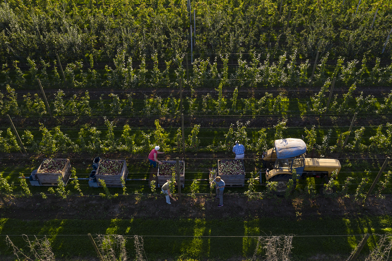 aerial view apple harvest