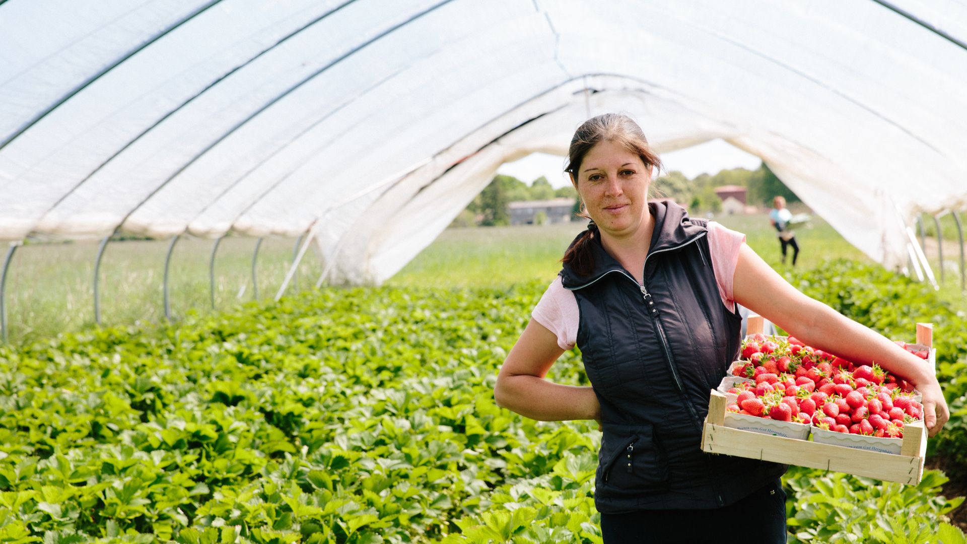 woman working in a filed of tomatoes