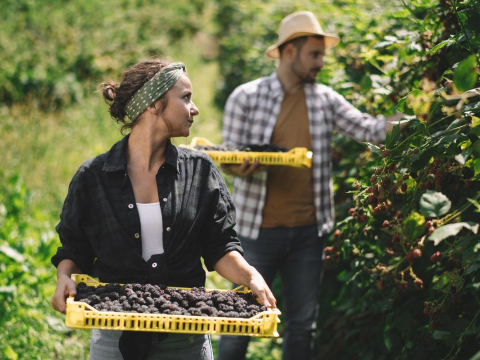 Ireland - dedicated webpage on seasonal workers