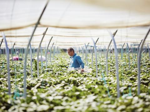 Migrant workers farming in the Netherlands