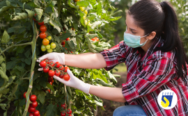 Agricultural seasonal worker. Photo: Shutterstock