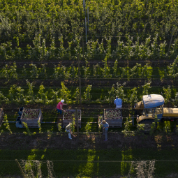 aerial view apple harvest