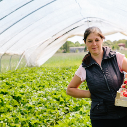 woman working in a filed of tomatoes