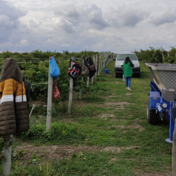 Romania - Nationwide inspections mark EU Week for Seasonal Workers