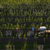 aerial view apple harvest
