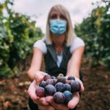 Seasonal work - woman wearing protective mask presents grape