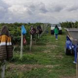 Romania - Nationwide inspections mark EU Week for Seasonal Workers
